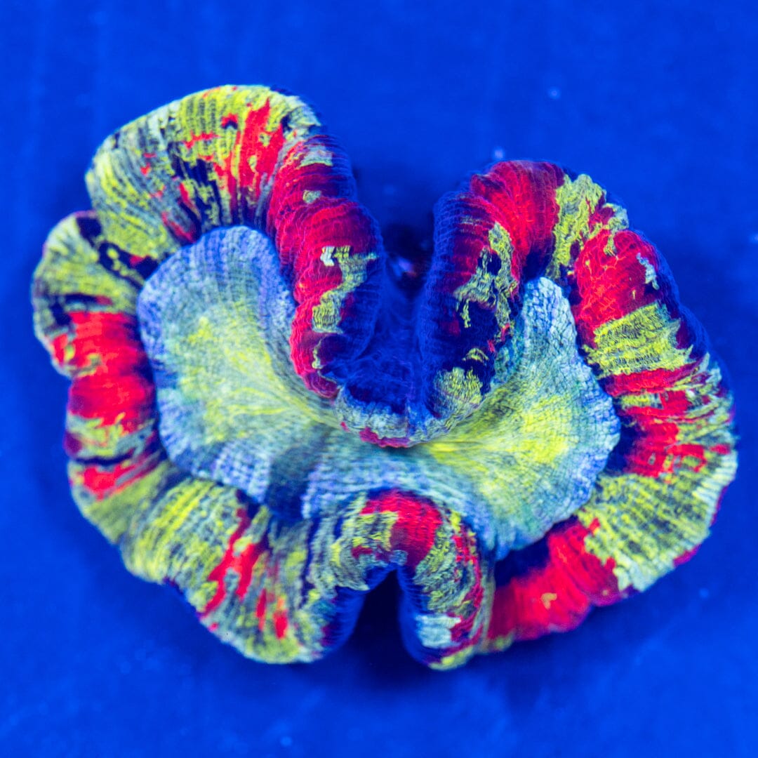 Brain Coral 2A - WYSIWYG Reef Lounge Norco