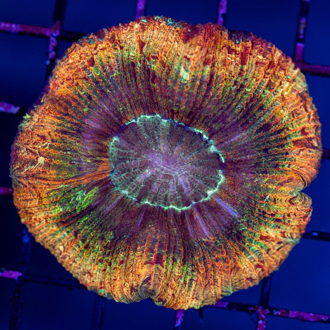 Brain Coral 2A - WYSIWYG Reef Lounge Norco