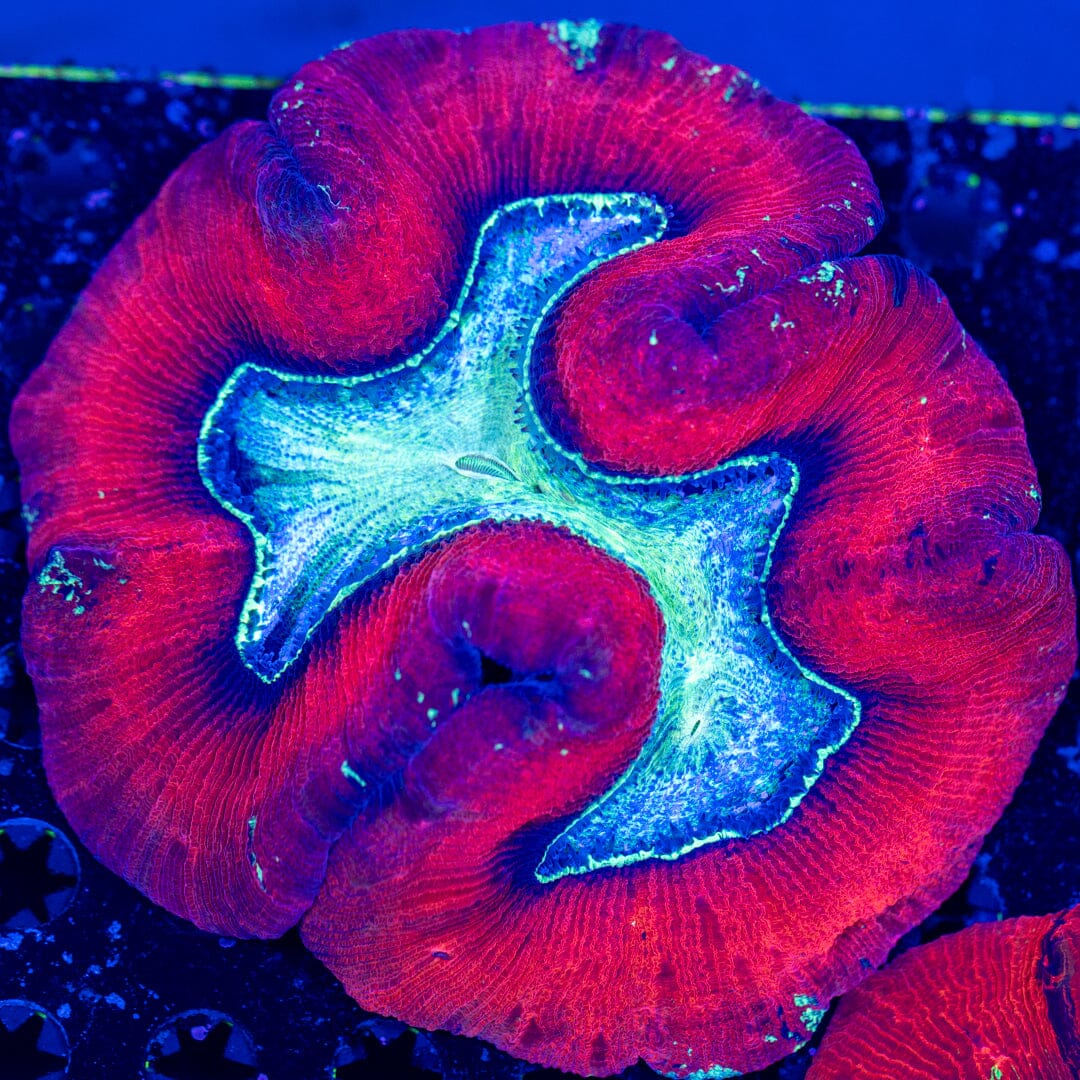 Brain Coral 2D - WYSIWYG LPS Coral Reef Lounge USA