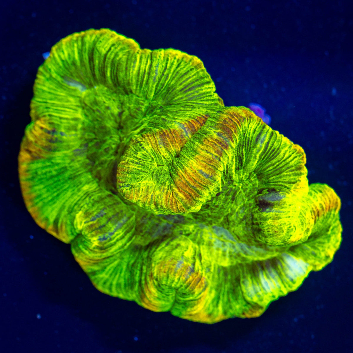Brain Coral 2D - WYSIWYG Reef Lounge Coral