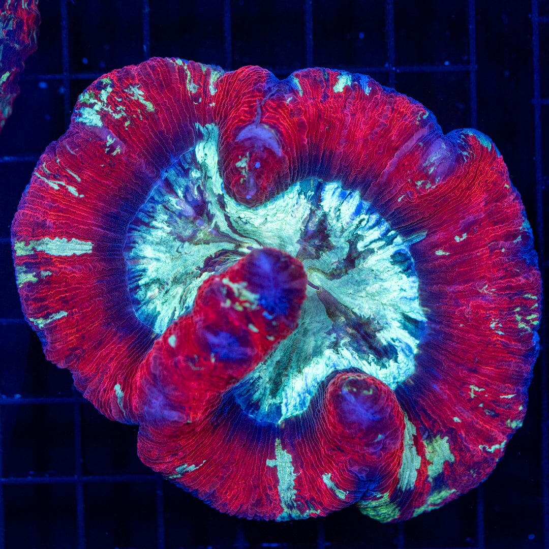 Brain Coral 30C - WYSIWYG Reef Lounge Norco