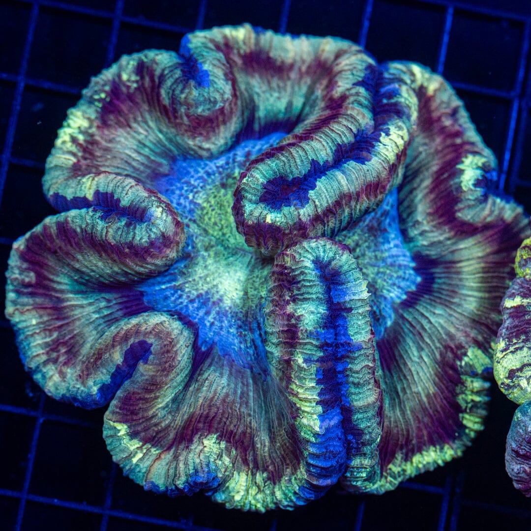 Brain Coral 34C - WYSIWYG Reef Lounge Norco