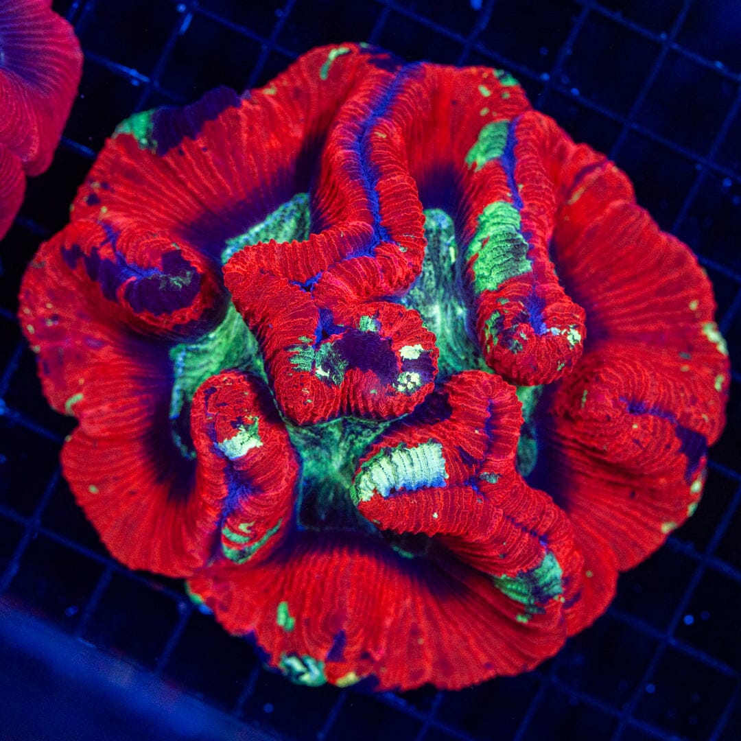 Brain Coral 35C - WYSIWYG Reef Lounge Norco