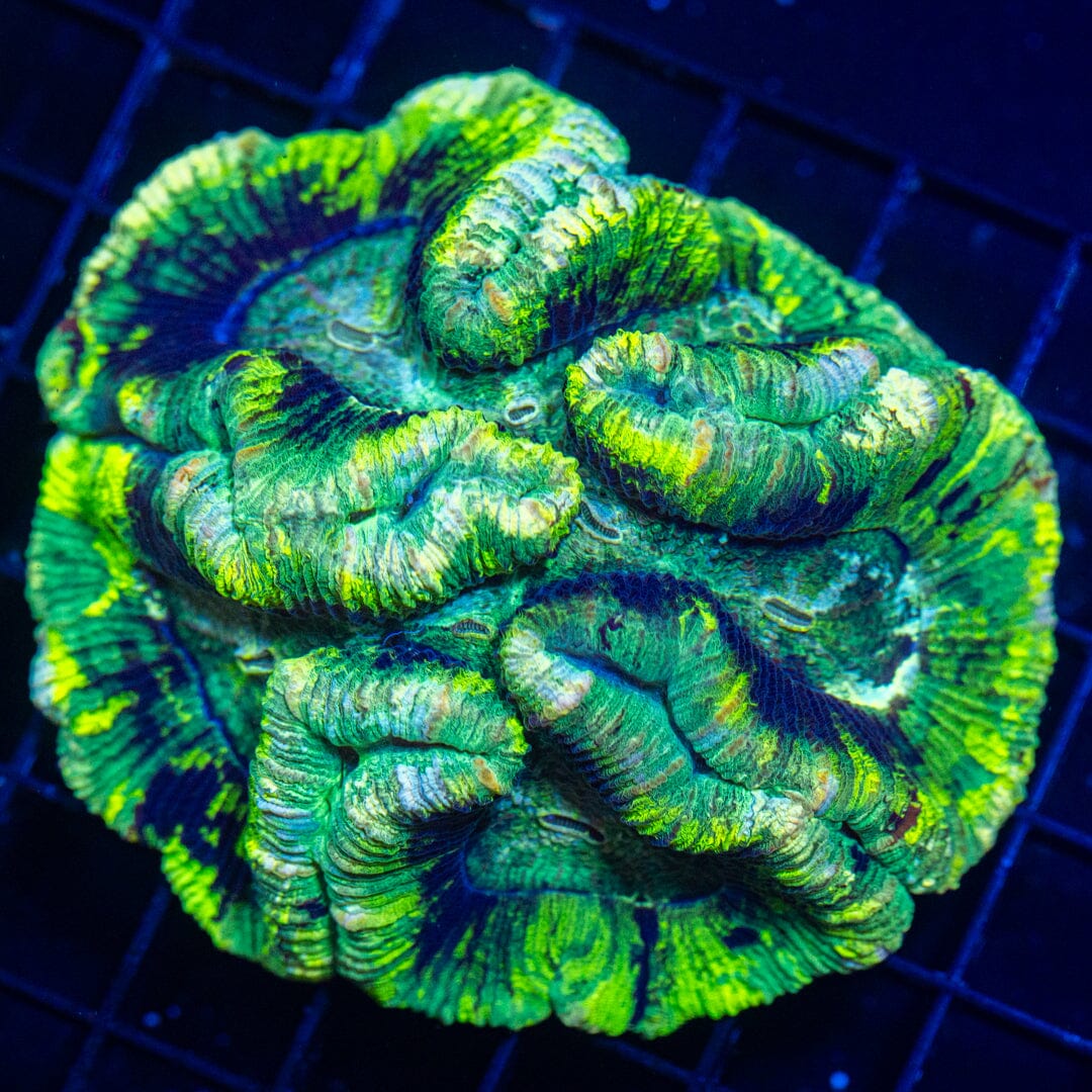 Brain Coral 36C - WYSIWYG Reef Lounge Norco
