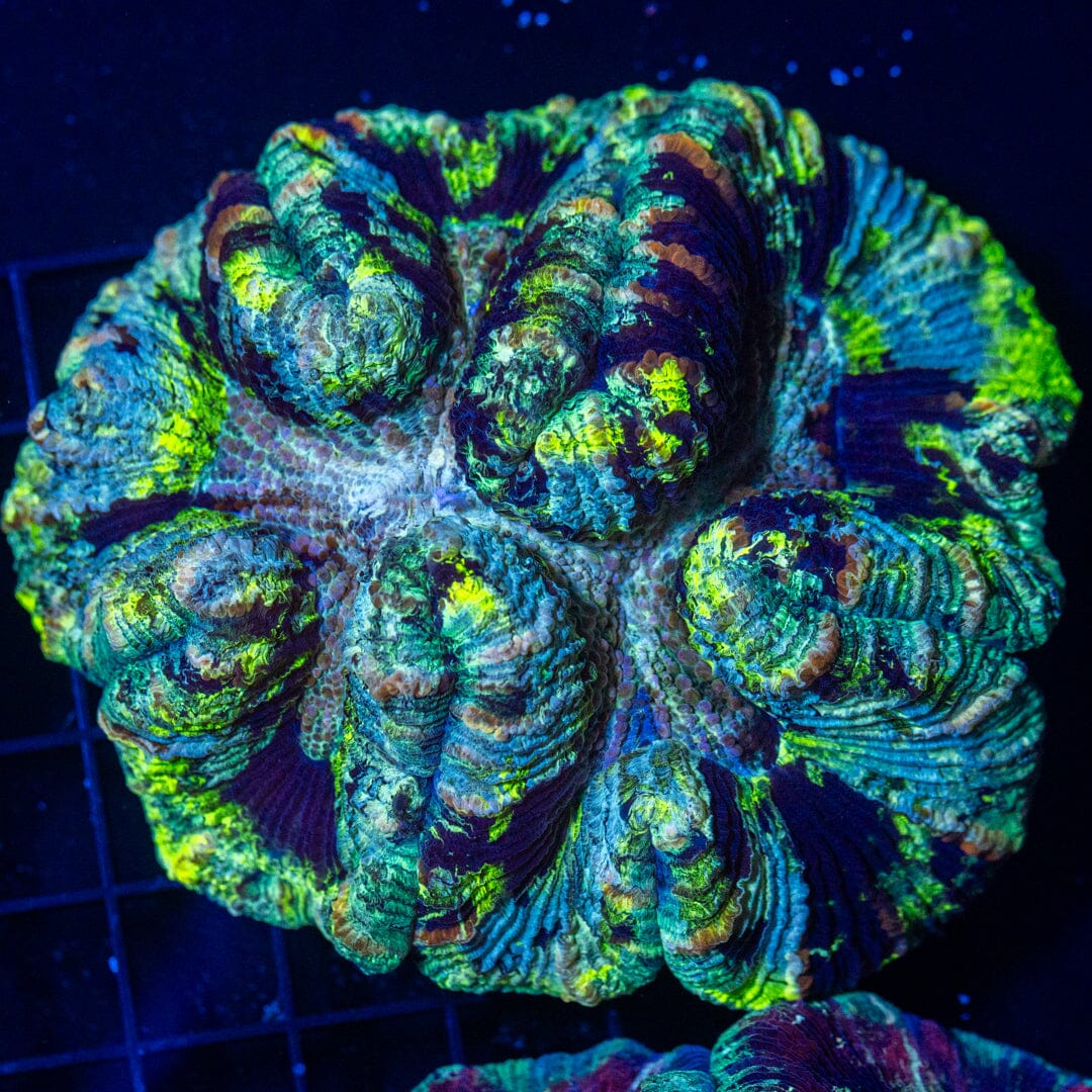 Brain Coral 38C - WYSIWYG Reef Lounge Norco