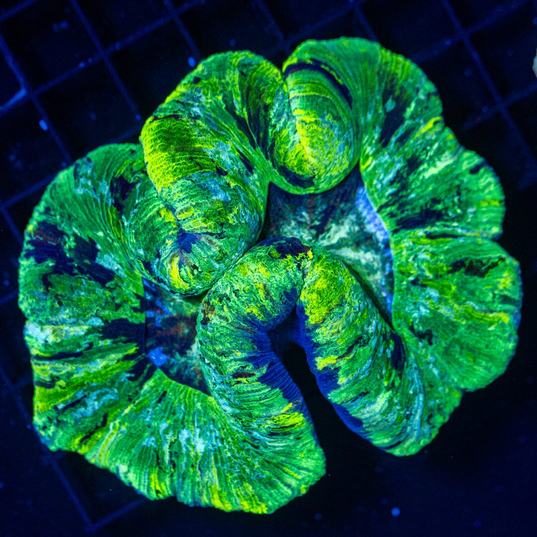 Brain Coral 39C - WYSIWYG Reef Lounge Norco