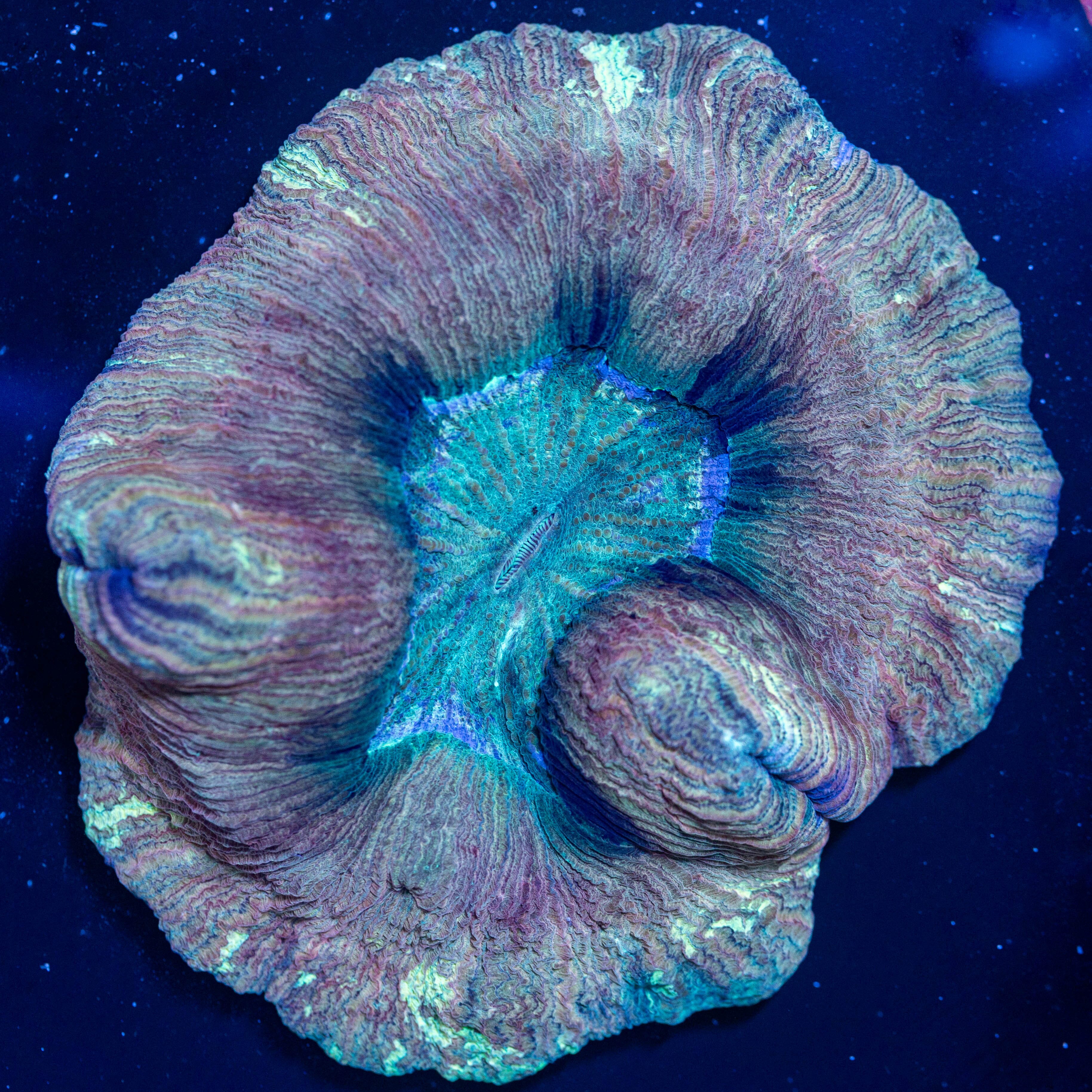 Brain Coral 3A - WYSIWYG Reef Lounge Coral