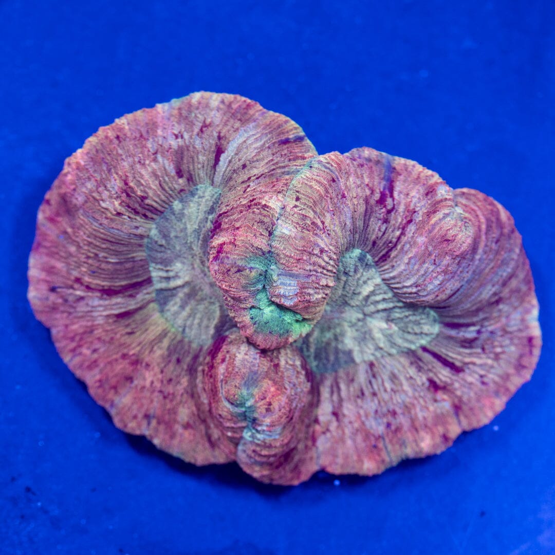 Brain Coral 3A - WYSIWYG Reef Lounge Norco