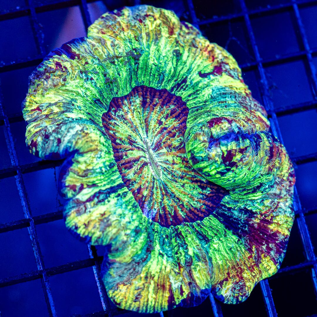 Brain Coral 3C - WYSIWYG Reef Lounge Norco
