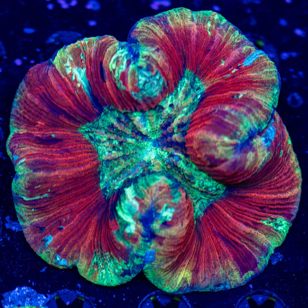 Brain Coral 3D - WYSIWYG LPS Coral Reef Lounge USA