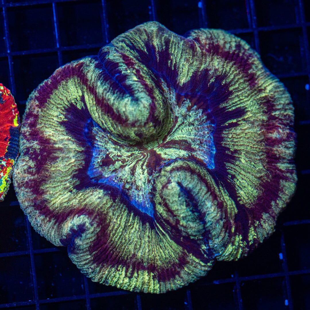 Brain Coral 40C - WYSIWYG Reef Lounge Norco
