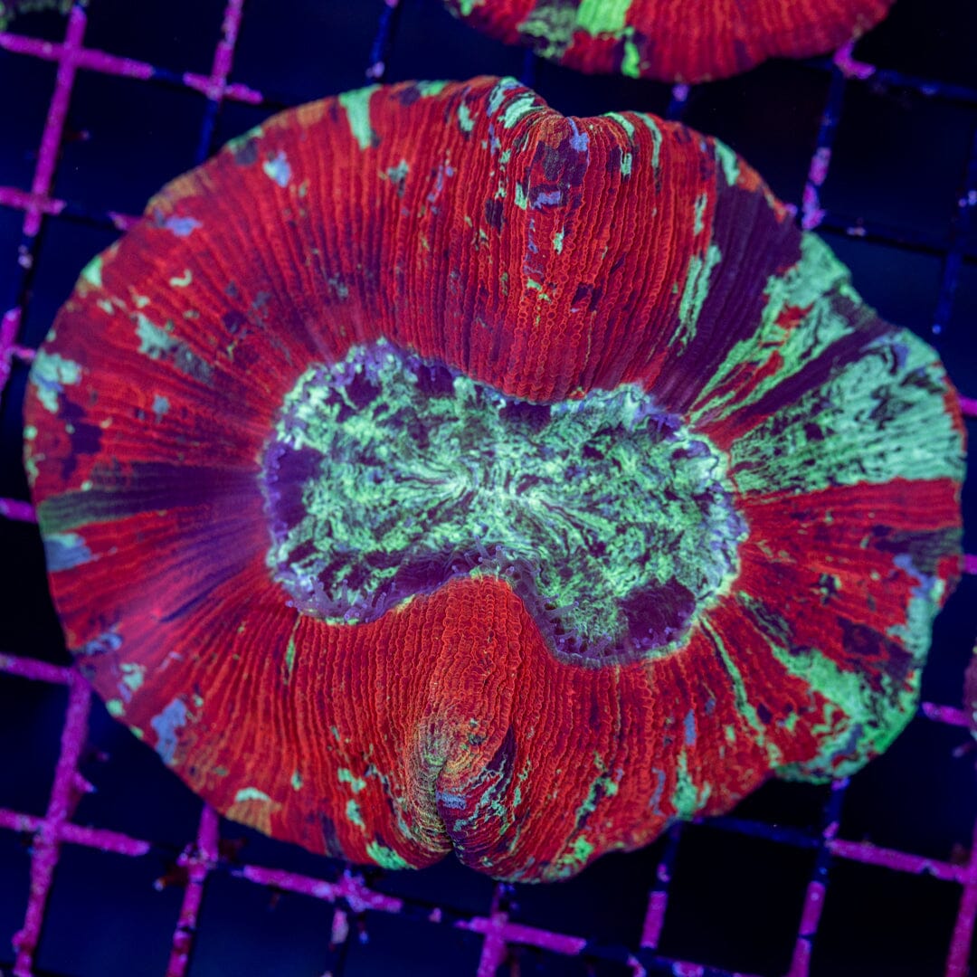 Brain Coral 4A - WYSIWYG Reef Lounge Norco