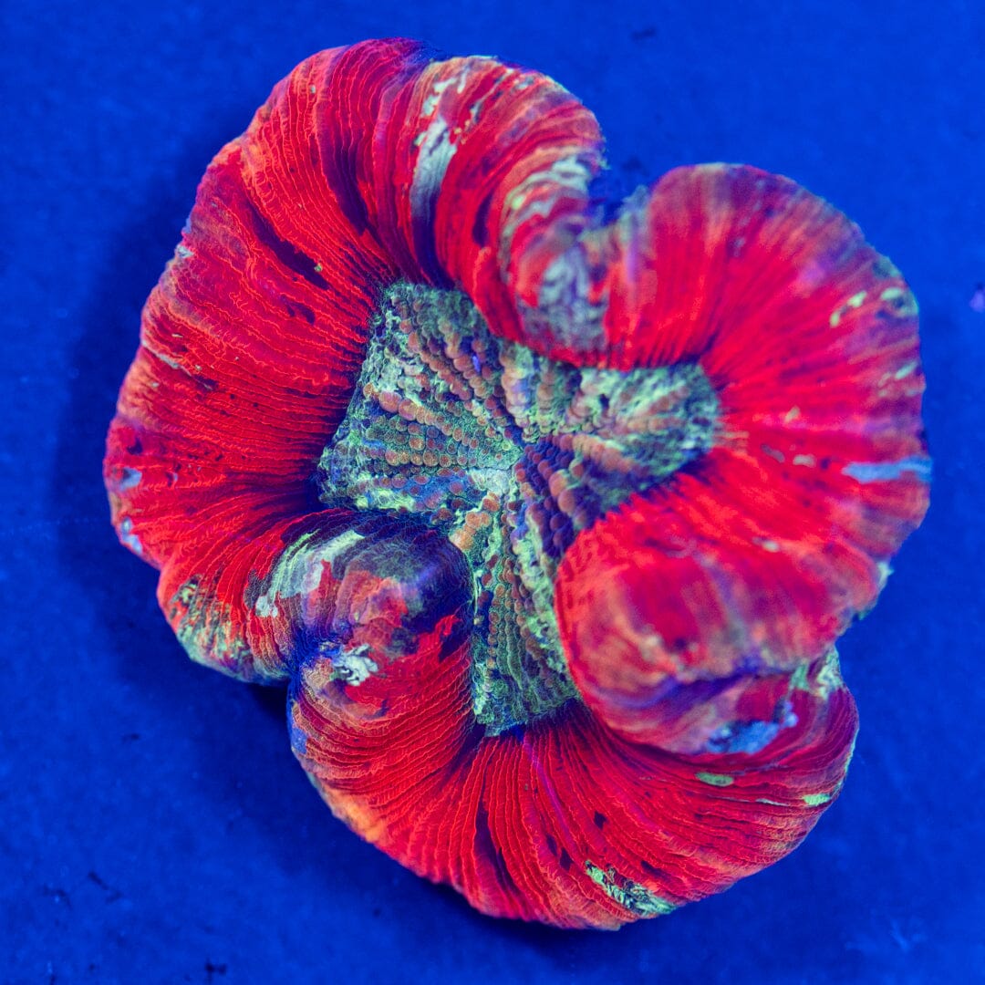 Brain Coral 4A - WYSIWYG Reef Lounge Norco