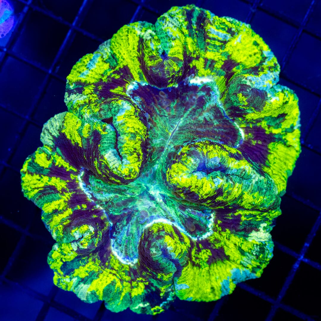 Brain Coral 4C - WYSIWYG Reef Lounge Norco