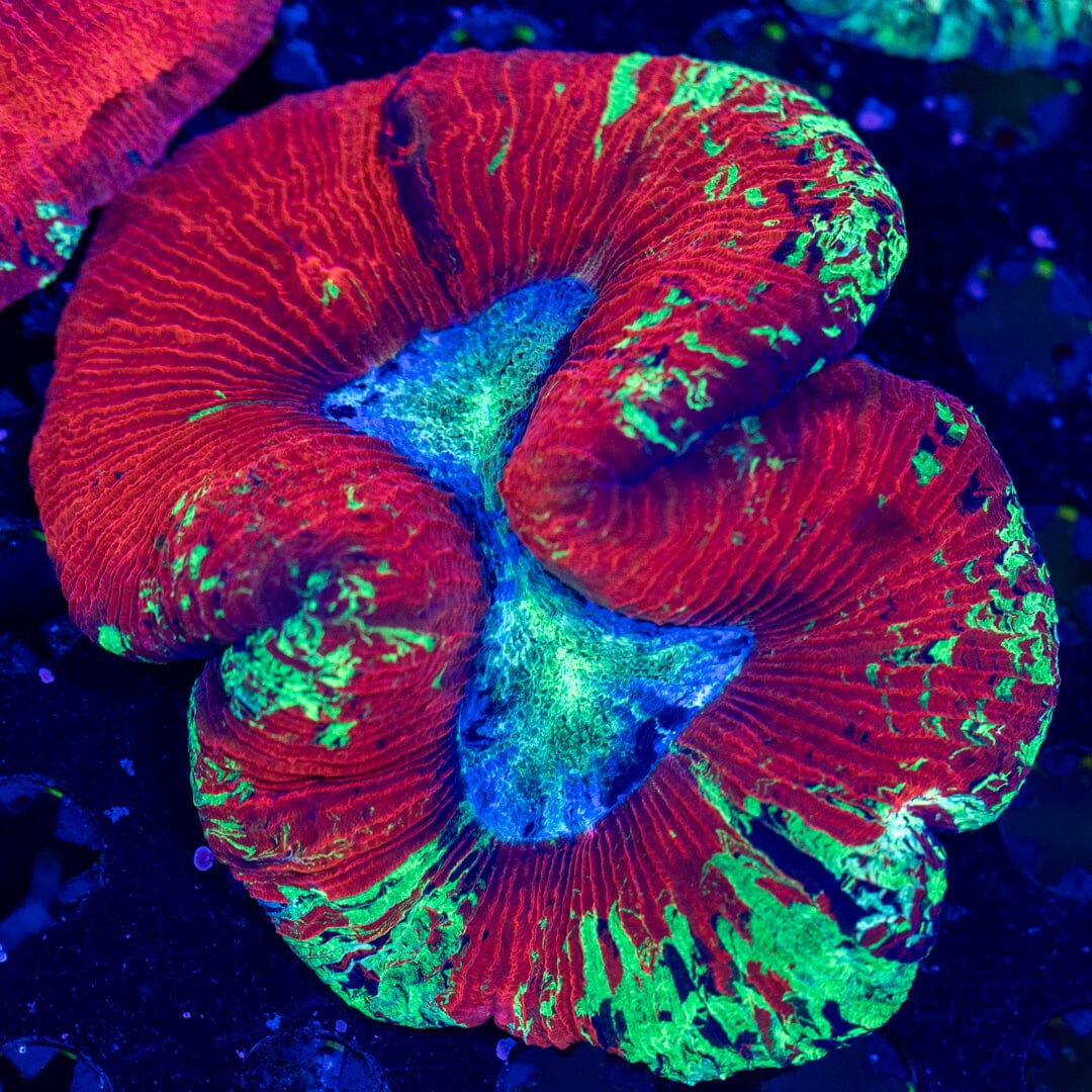 Brain Coral 4D - WYSIWYG LPS Coral Reef Lounge USA