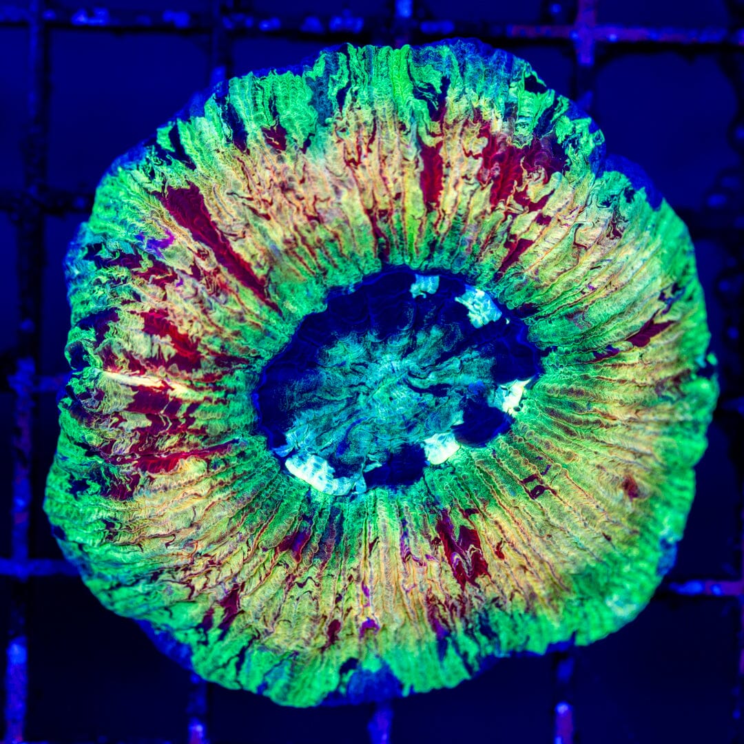 Brain Coral 4E - WYSIWYG LPS Coral Reef Lounge USA