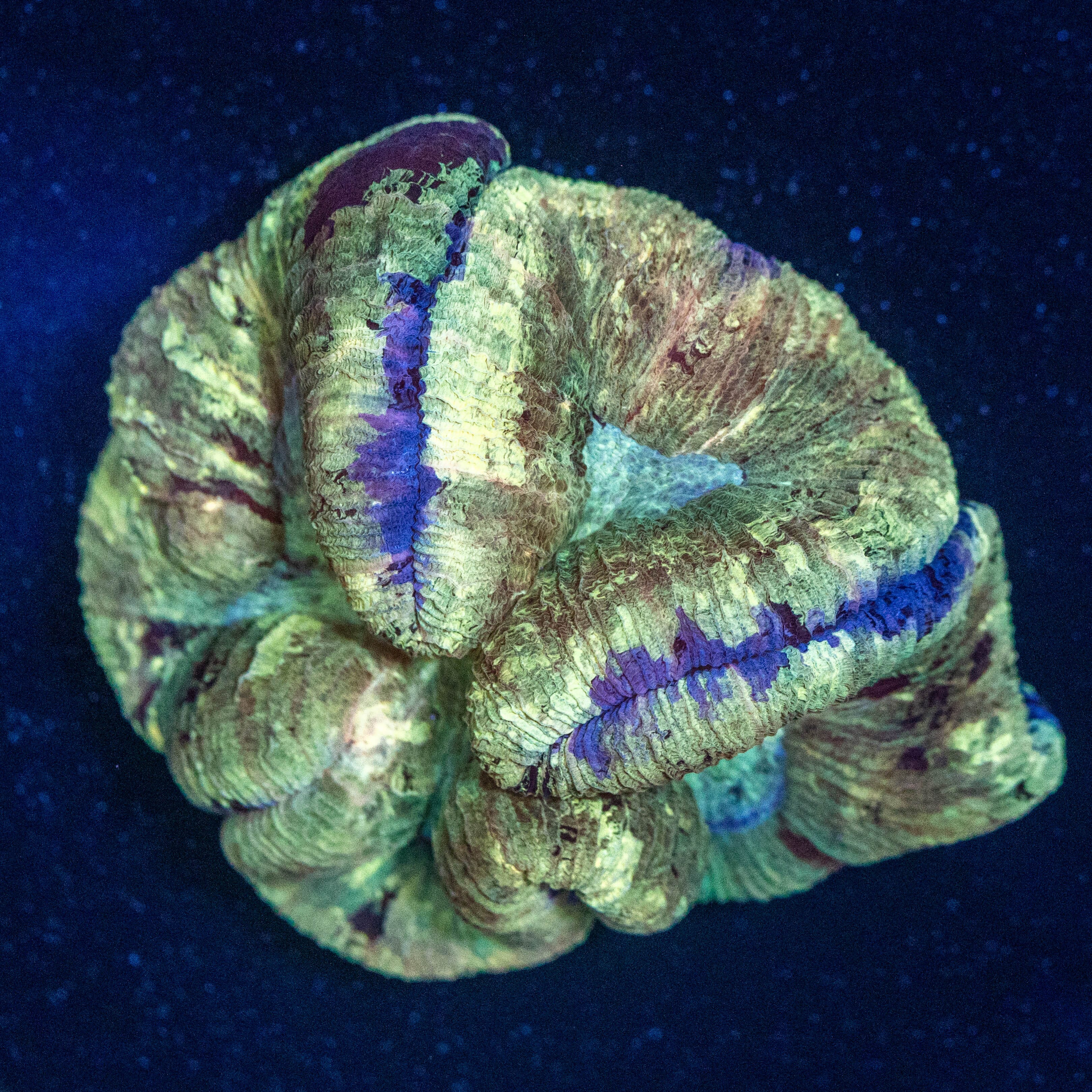 Brain Coral 5A - WYSIWYG Reef Lounge Norco