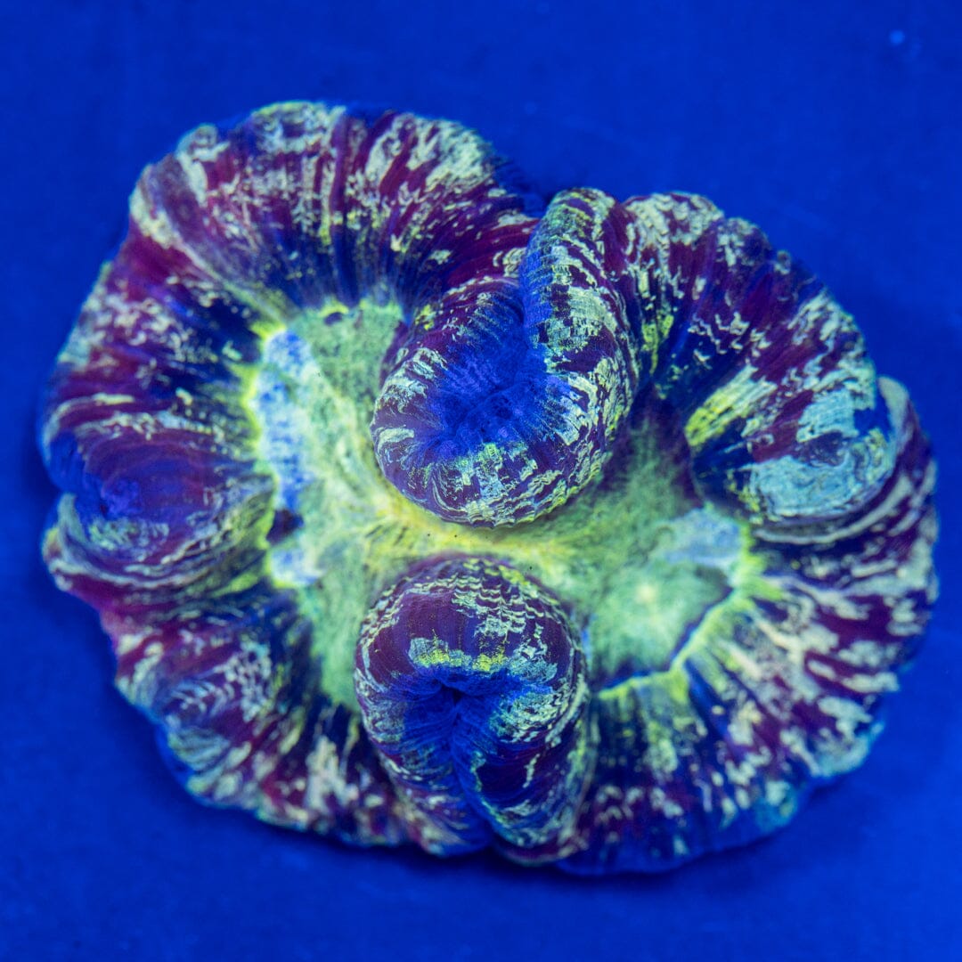 Brain Coral 5A - WYSIWYG Reef Lounge Norco