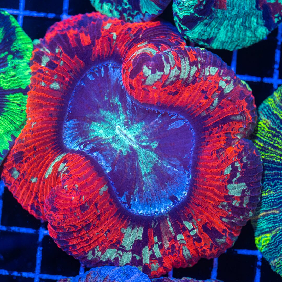 Brain Coral 5B - WYSIWYG Reef Lounge Norco