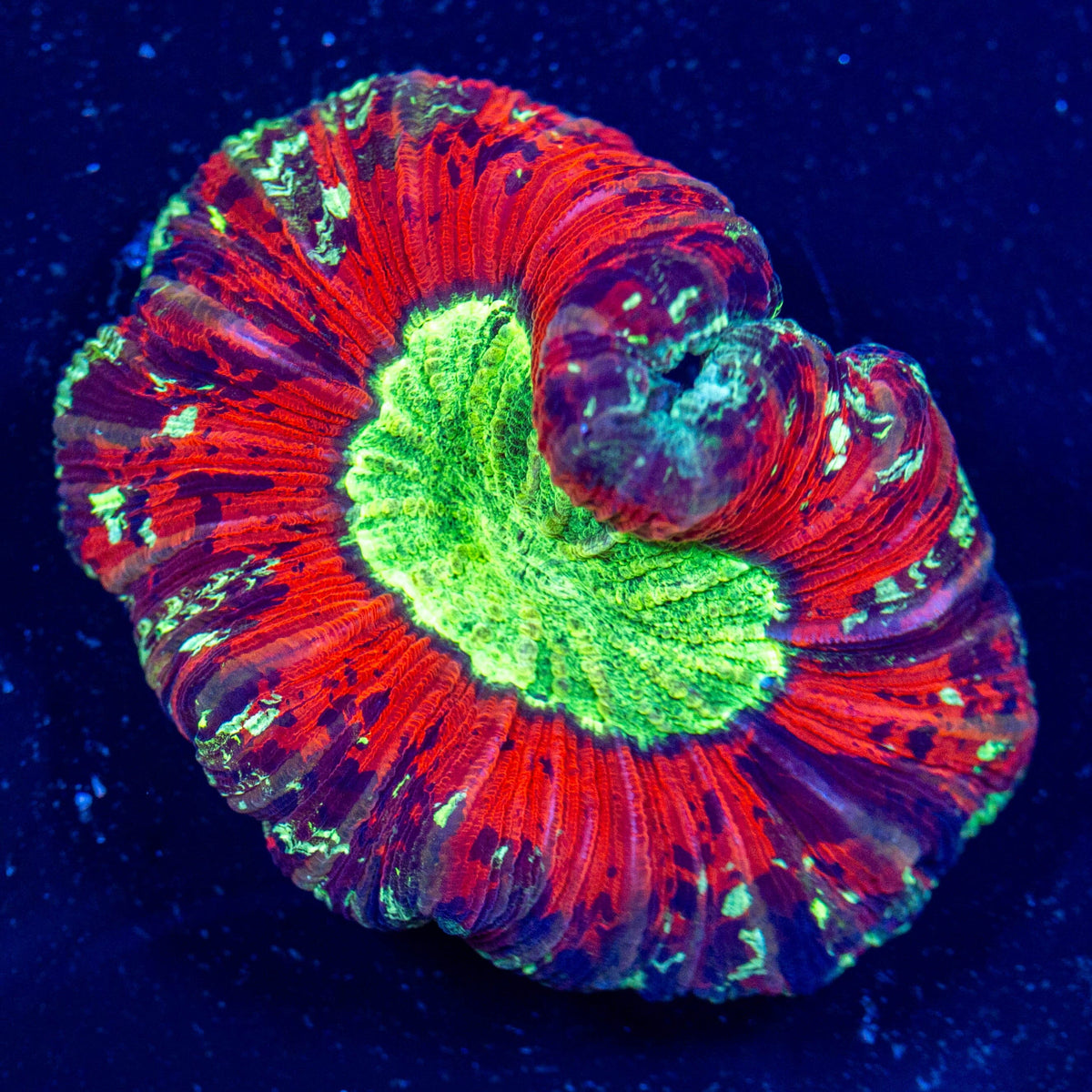 Brain Coral 5D - WYSIWYG Reef Lounge Coral