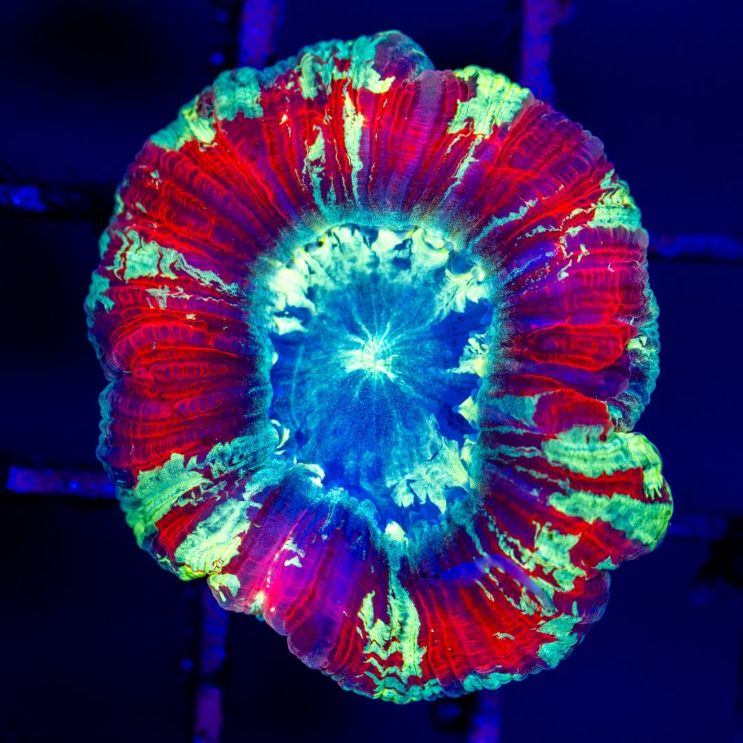 Brain Coral 5E - WYSIWYG LPS Coral Reef Lounge USA