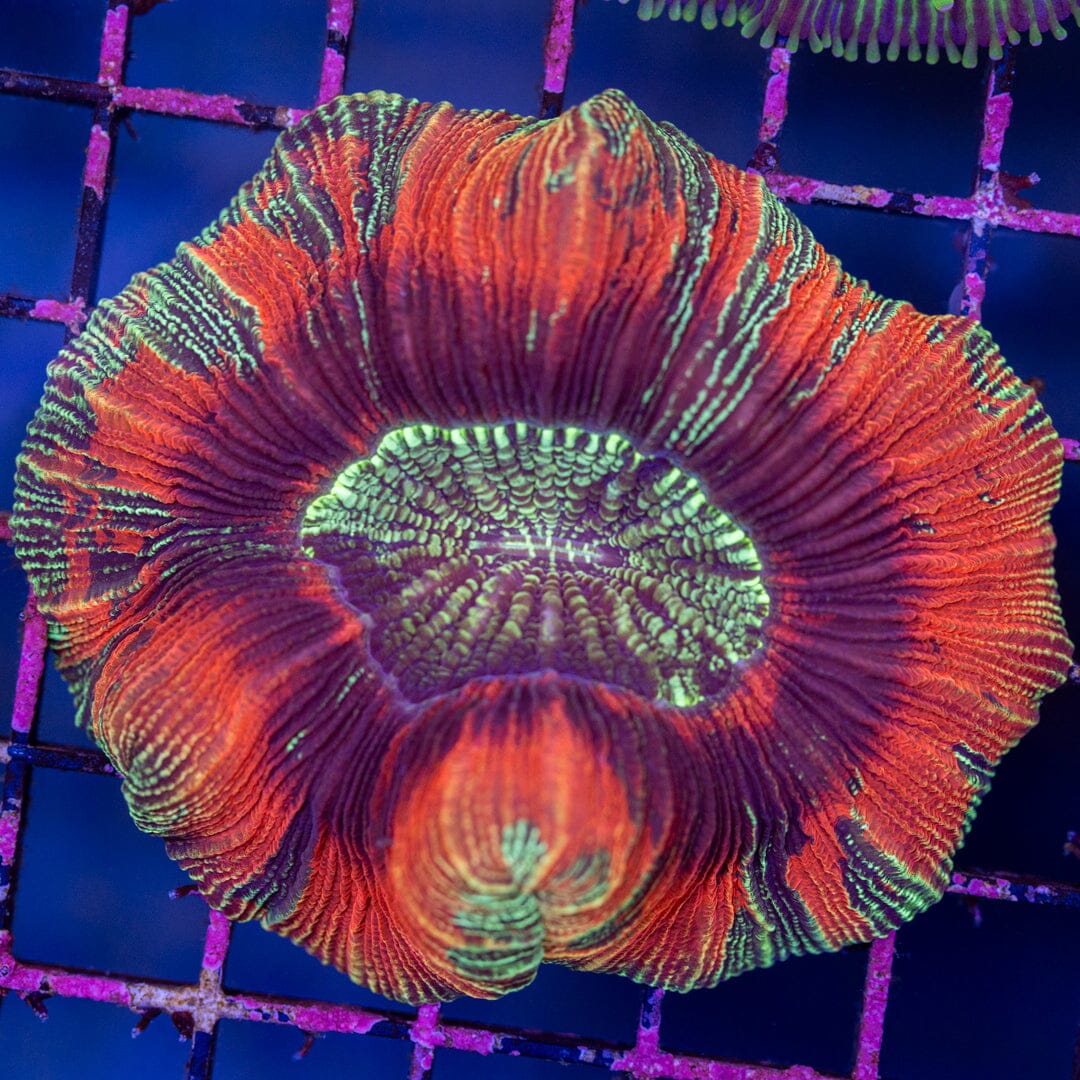 Brain Coral 6A - WYSIWYG Reef Lounge Norco