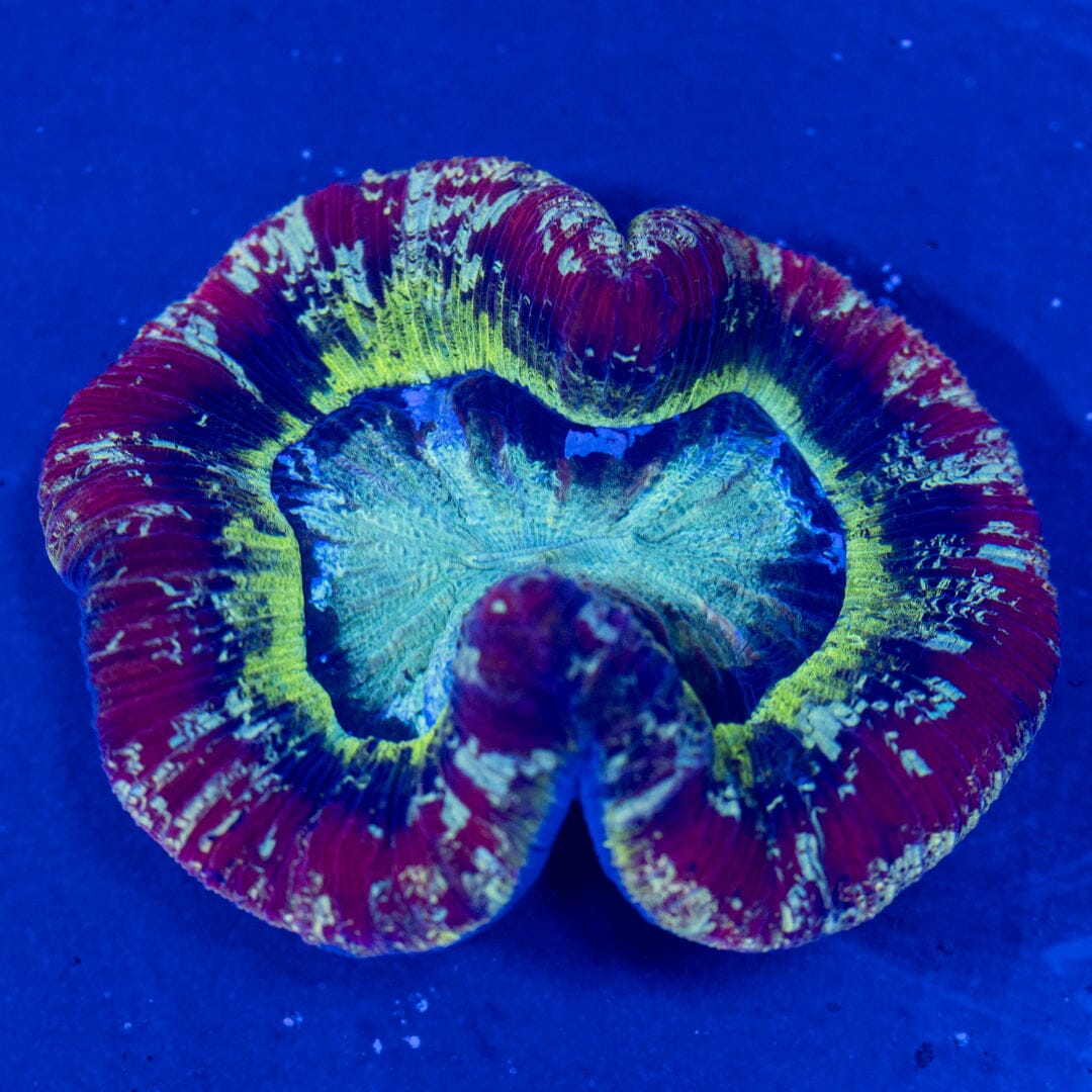 Brain Coral 6A - WYSIWYG Reef Lounge Norco