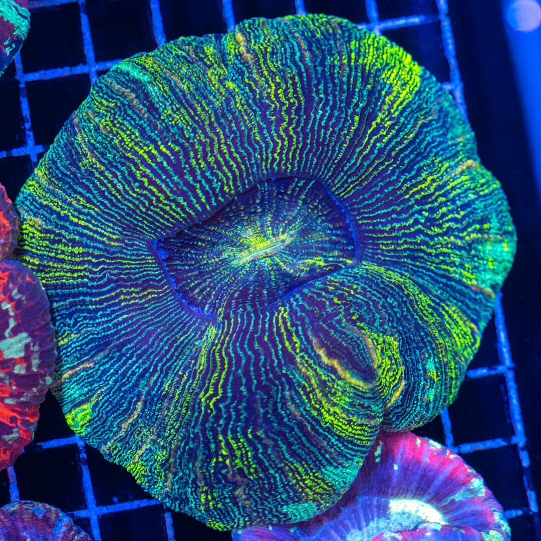 Brain Coral 6B - WYSIWYG Reef Lounge Norco