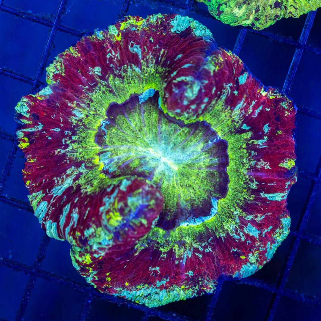 Brain Coral 6C - WYSIWYG Reef Lounge Norco