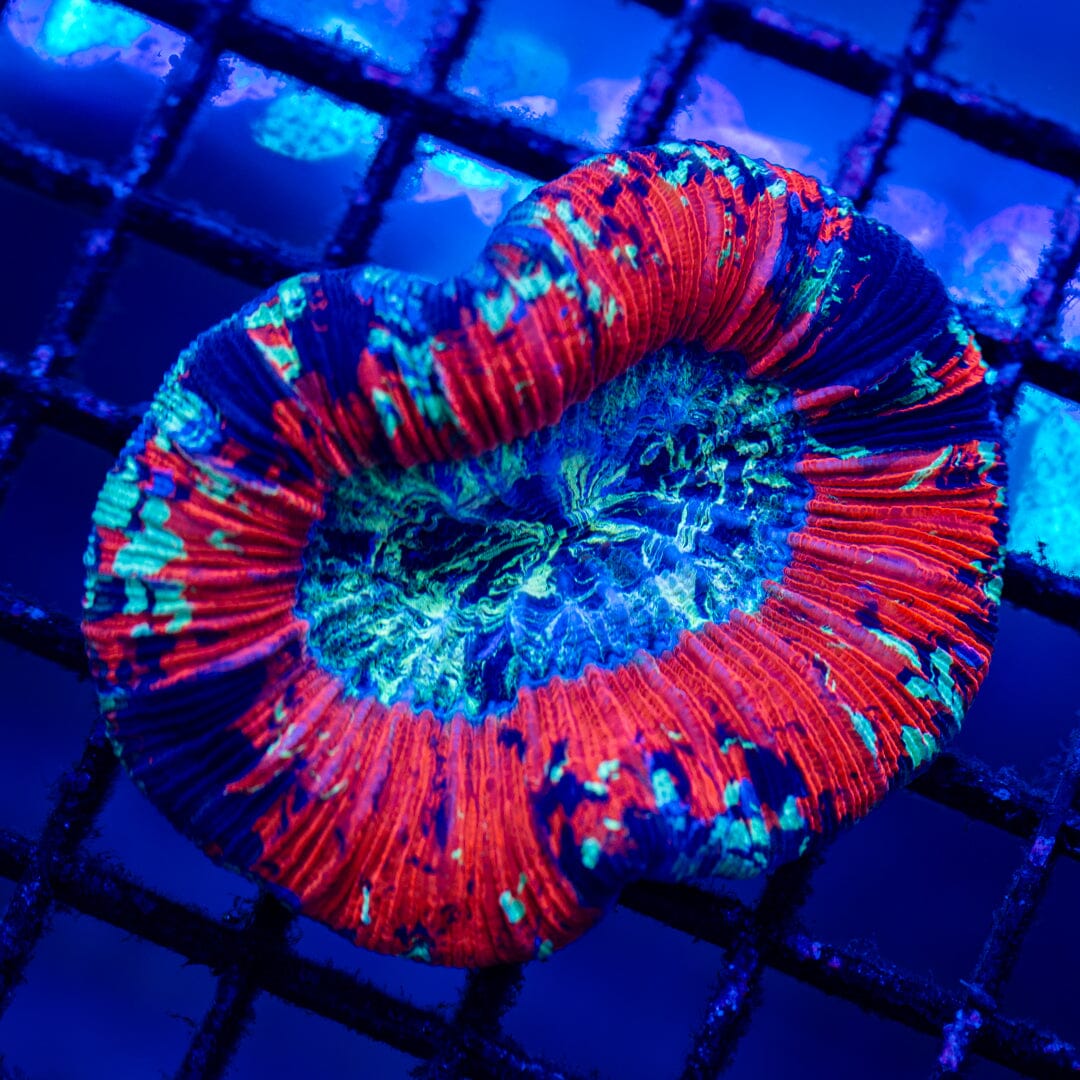 Brain Coral 7D - WYSIWYG LPS Coral Reef Lounge USA