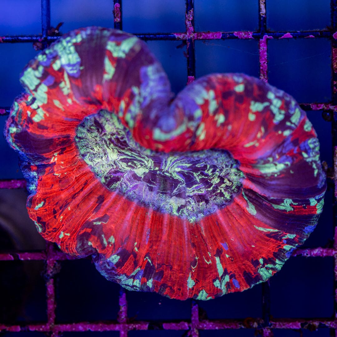 Brain Coral 8A - WYSIWYG Reef Lounge Norco