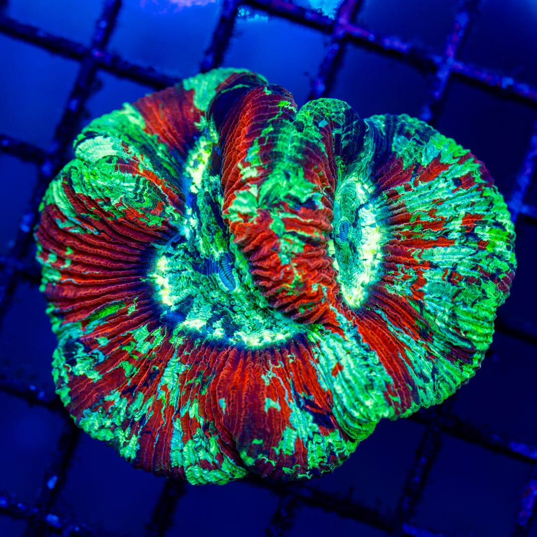 Brain Coral 8D - WYSIWYG LPS Coral Reef Lounge USA