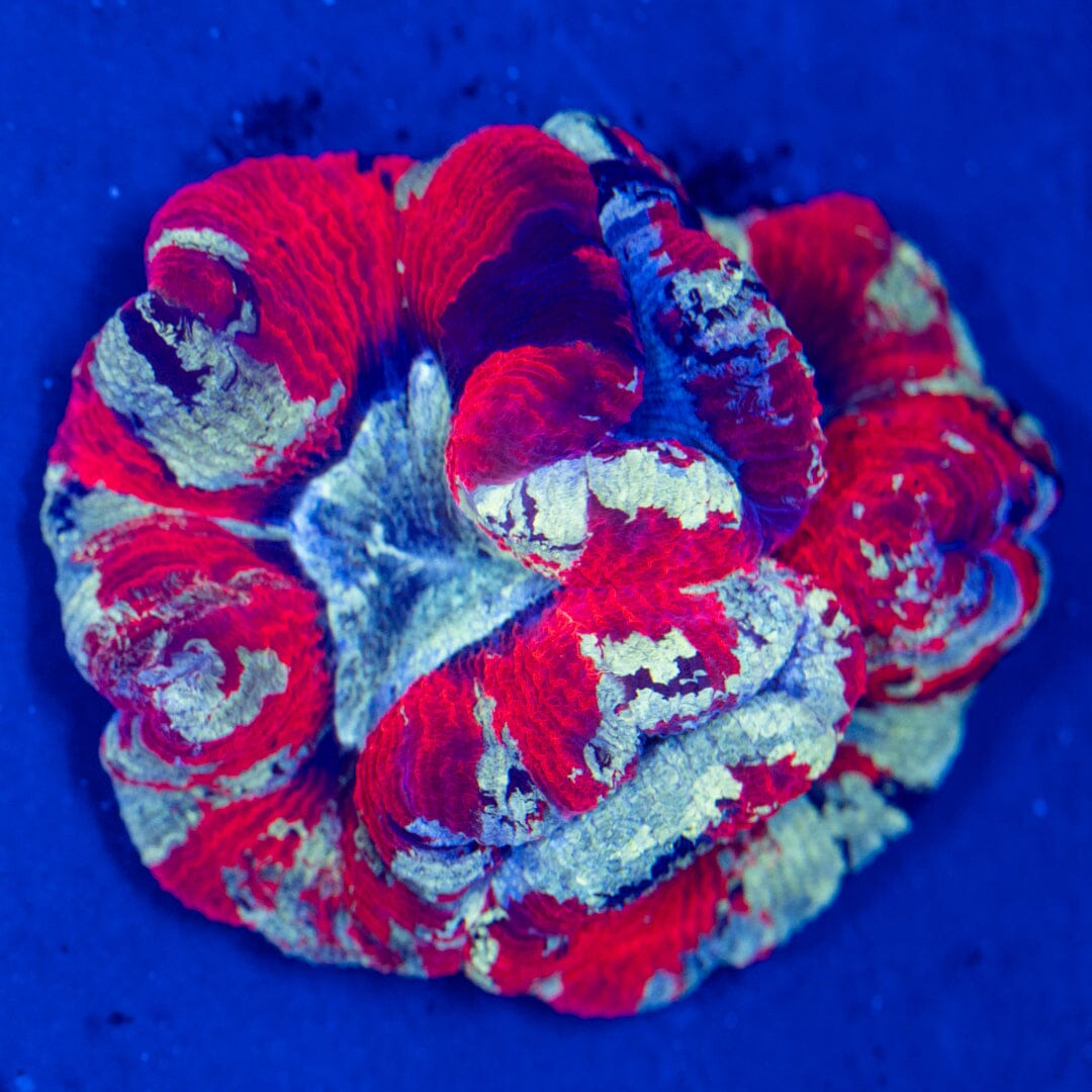 Brain Coral 9A - WYSIWYG Reef Lounge Norco