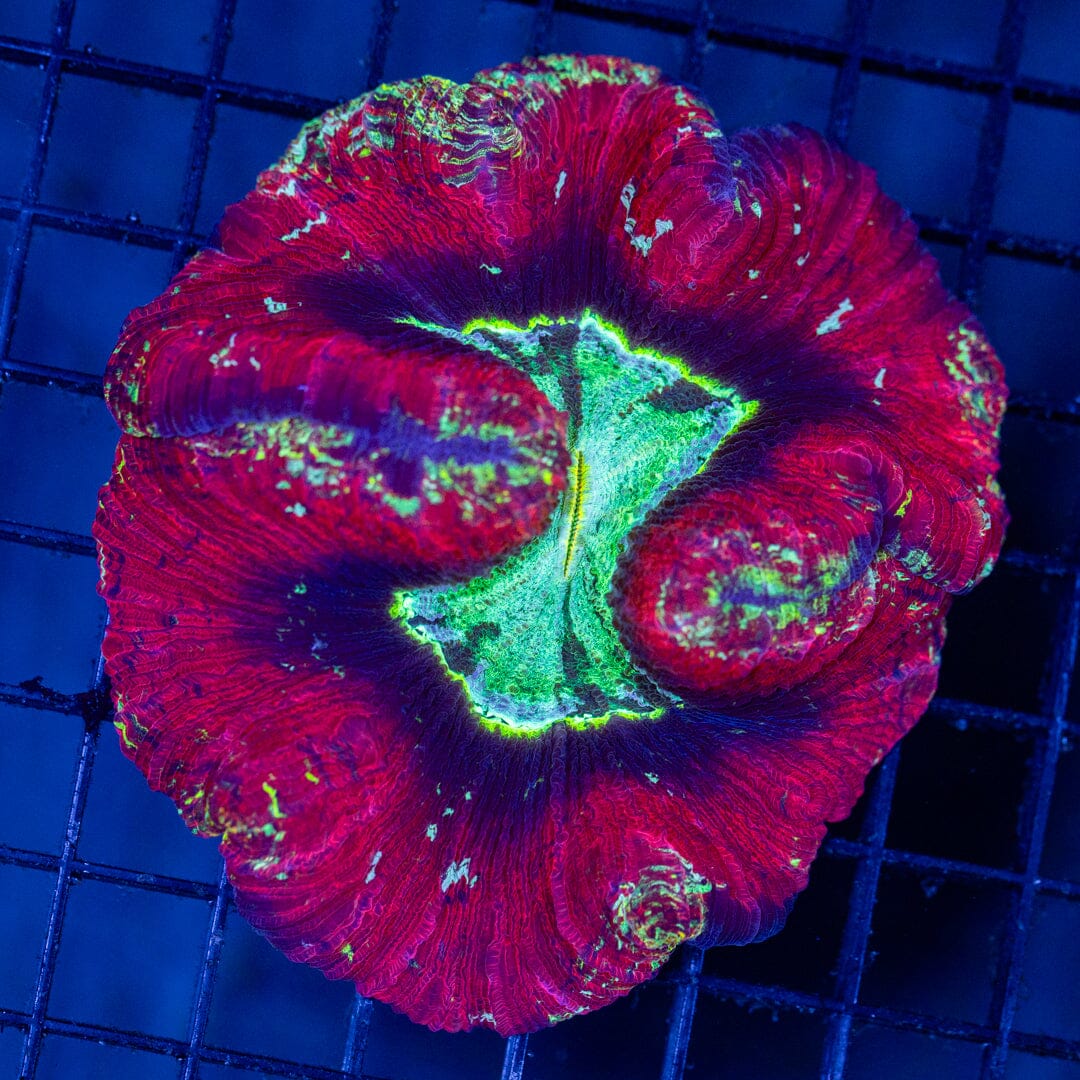 Brain Coral 9C - WYSIWYG Reef Lounge Norco