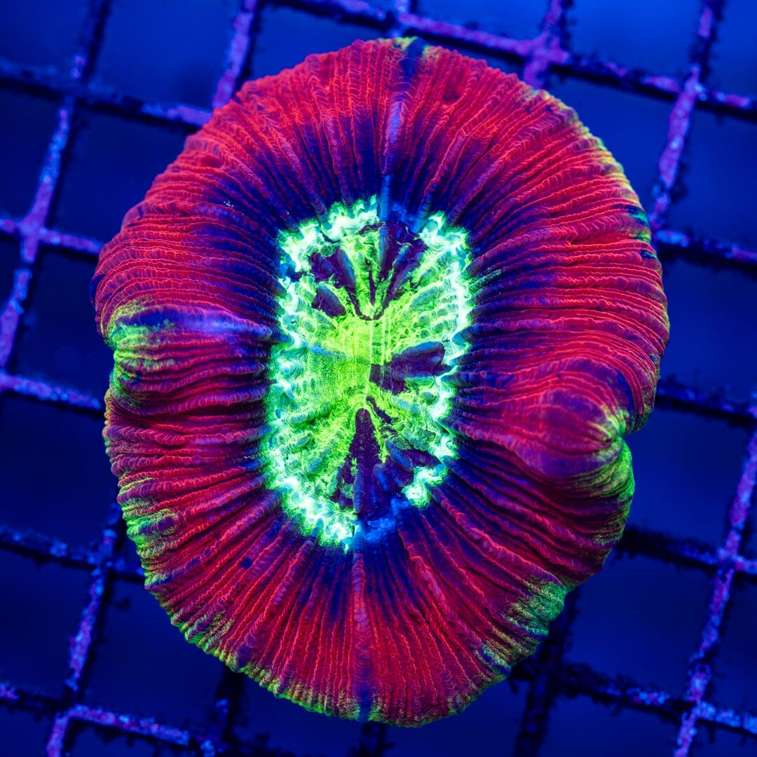 Brain Coral 9D - WYSIWYG LPS Coral Reef Lounge USA