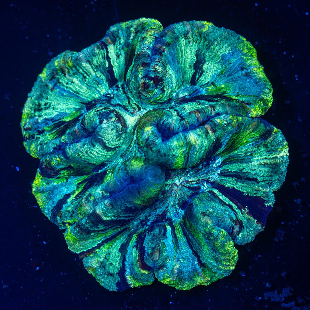 Brain Coral XL 1B - WYSIWYG Reef Lounge Norco