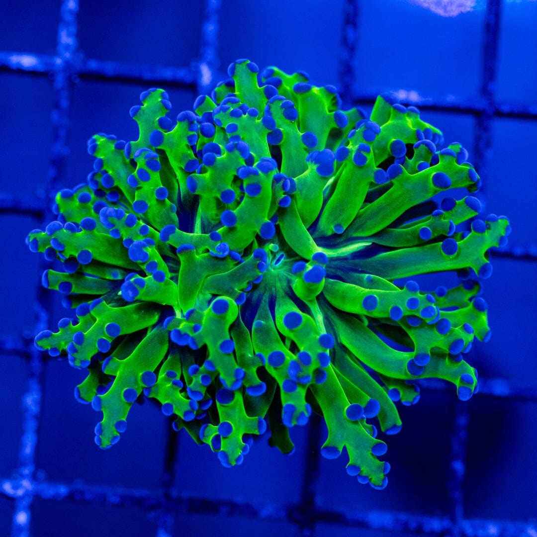 Branching Frogspawn 2A - WYSIWYG Zoa Reef Lounge USA