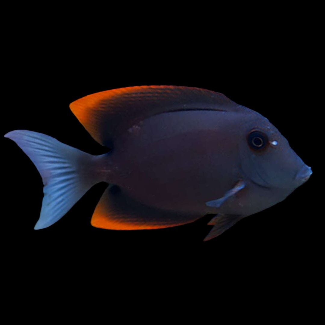 Bristletooth Tomini Tang Fish Reef Lounge USA