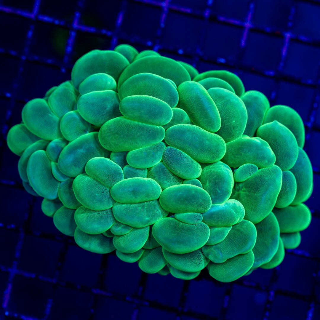 Bubble Coral 2C - WYSIWYG Colony Reef Lounge Norco