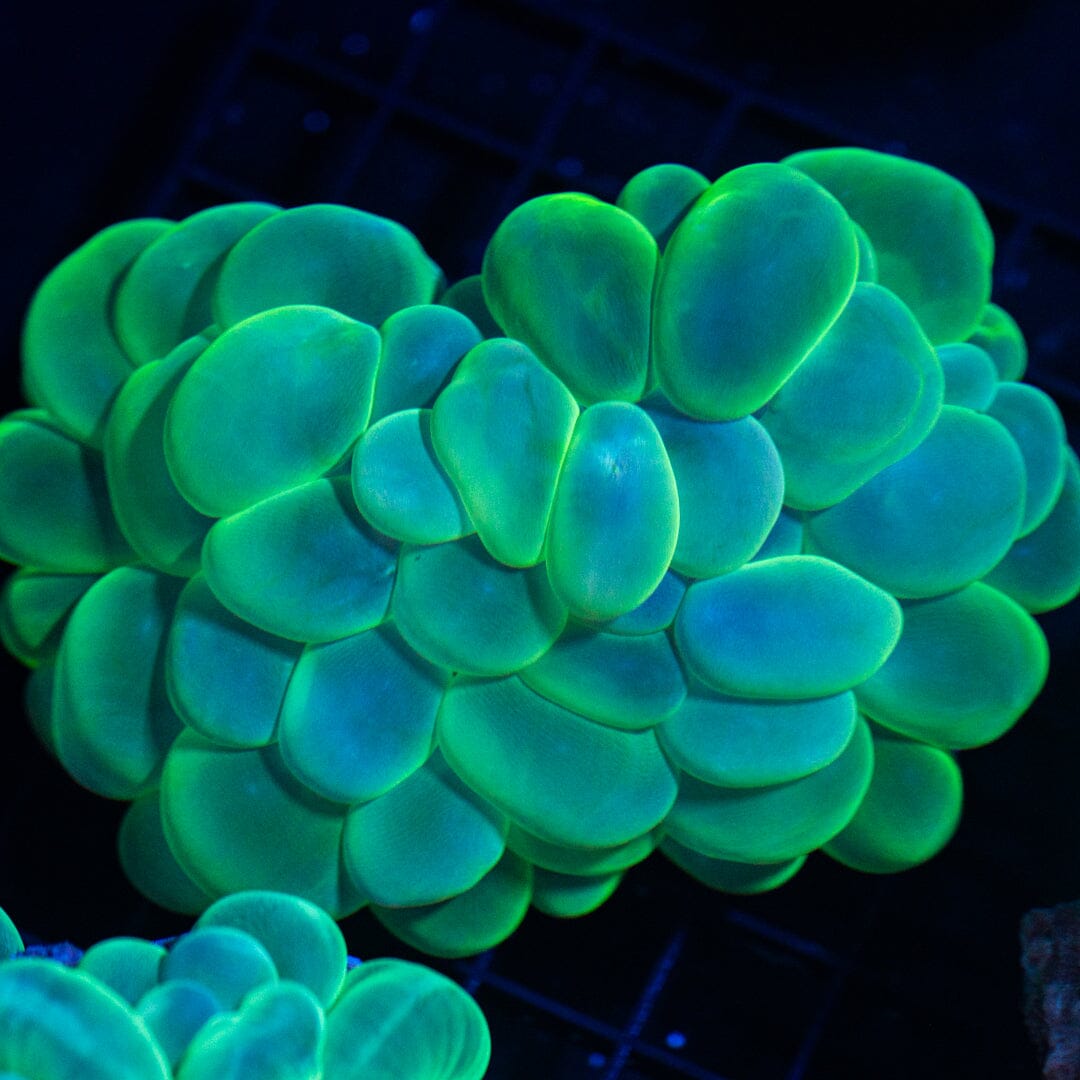 Bubble Coral 5A - WYSIWYG Reef Lounge Coral