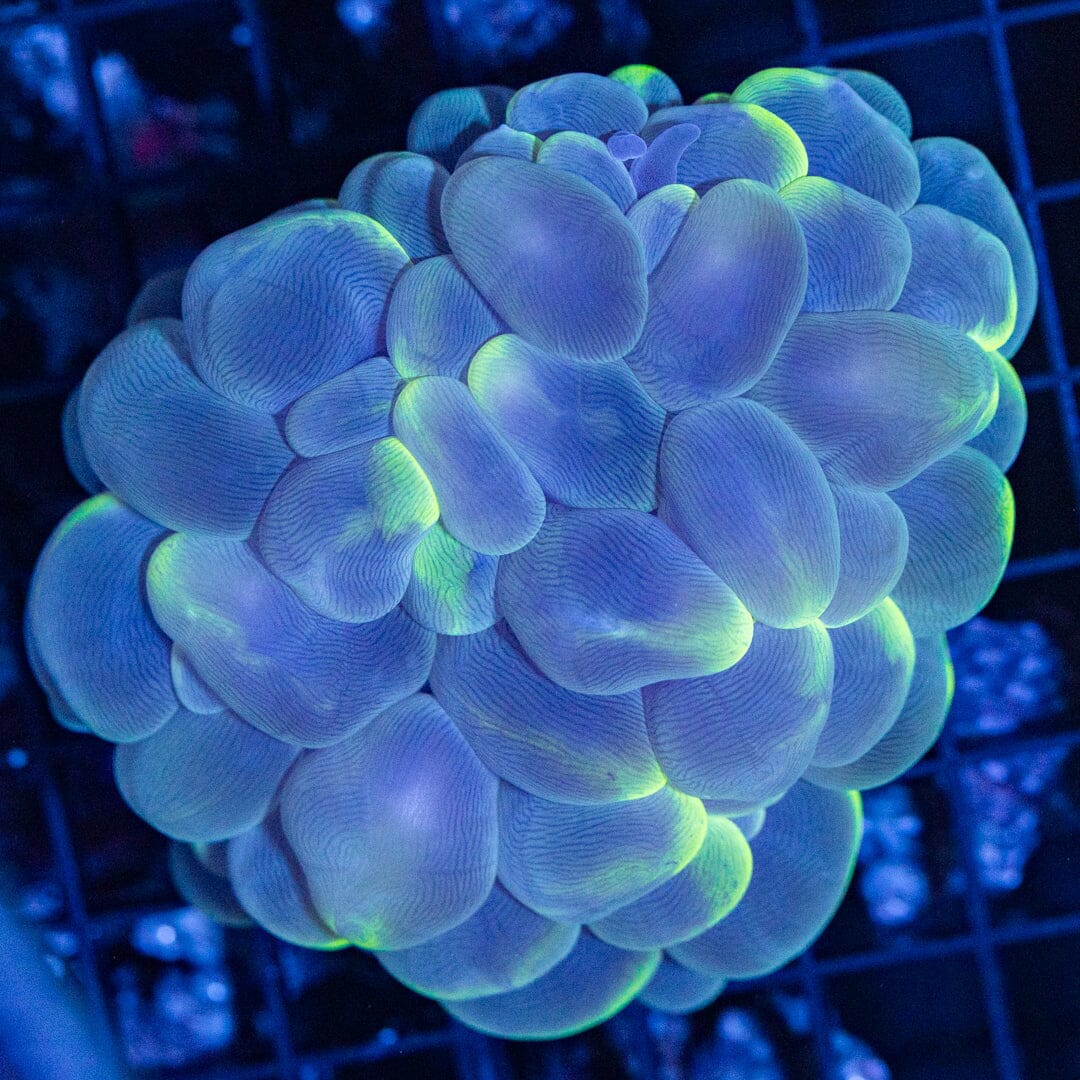 Bubble Coral 6A - WYSIWYG Reef Lounge Coral