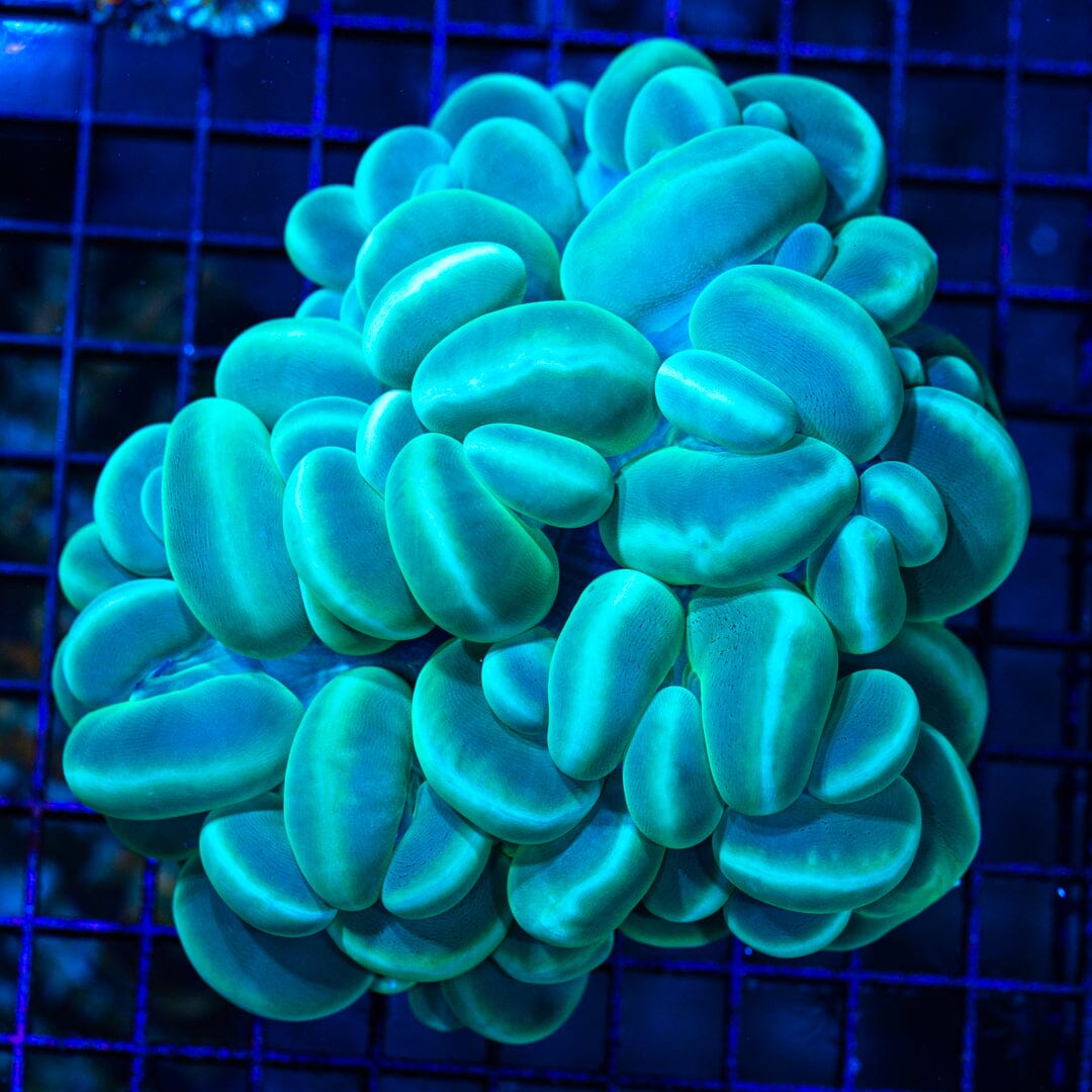 Bubble Coral (M) - WYSIWYG 32 Reef Lounge Norco