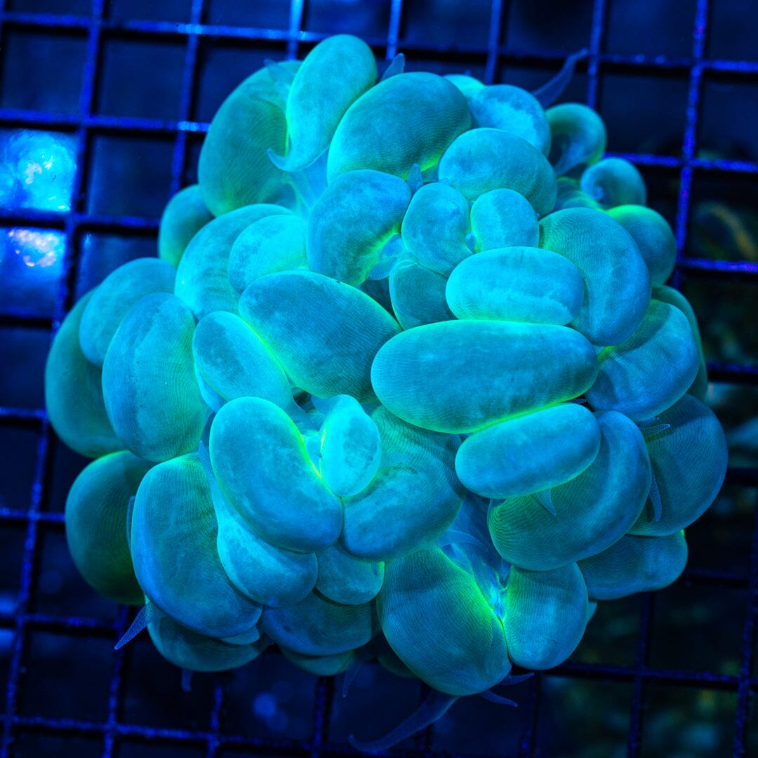 Bubble Coral (M) - WYSIWYG 32 Reef Lounge Norco