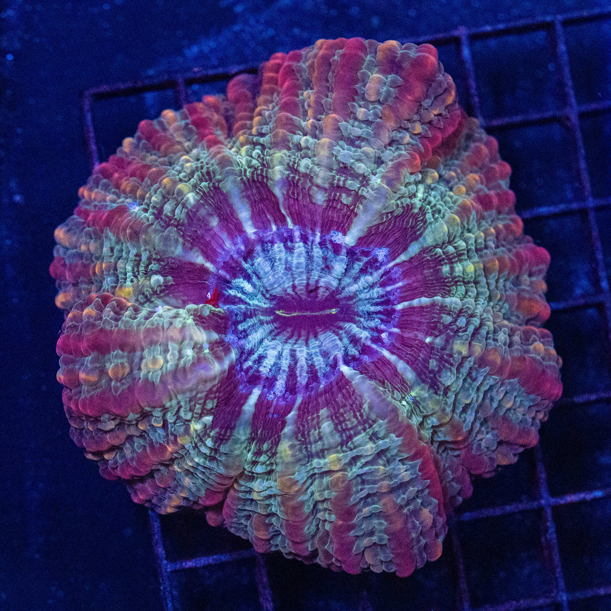 Bubblegum Indophyllia 1A - WYSIWYG Reef Lounge Norco