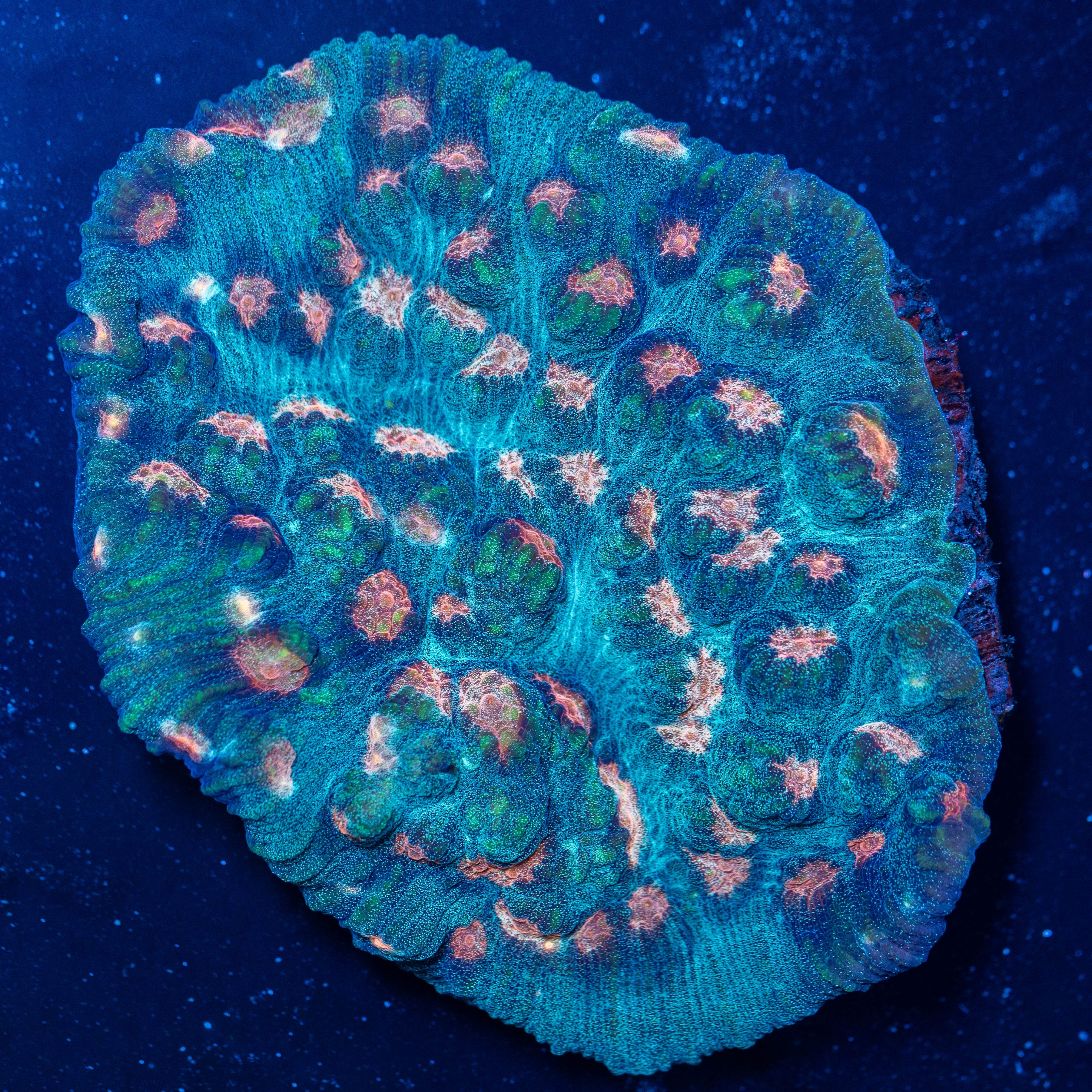 Bubblegum Mycedium Colony- WYSIWYG Reef Lounge Coral