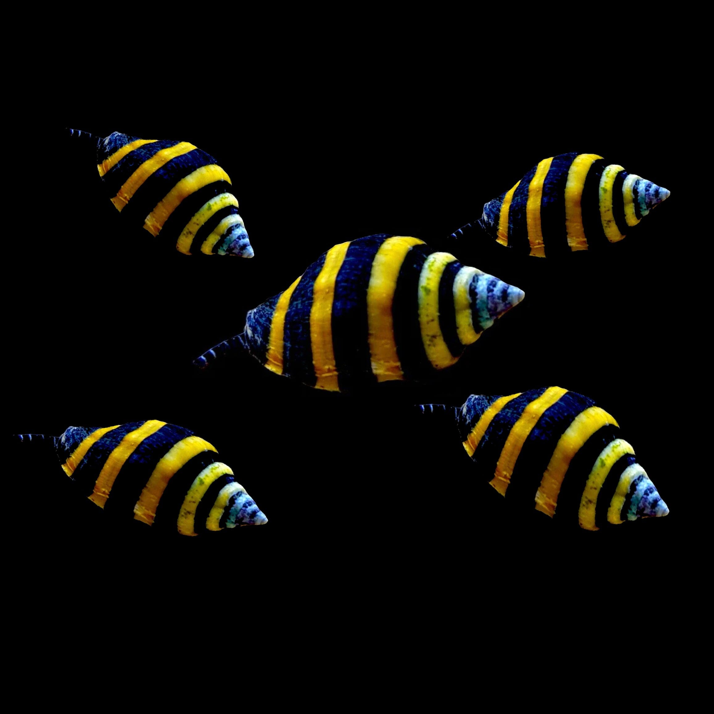 Bumblebee Snail Invertebrate Reef Lounge USA