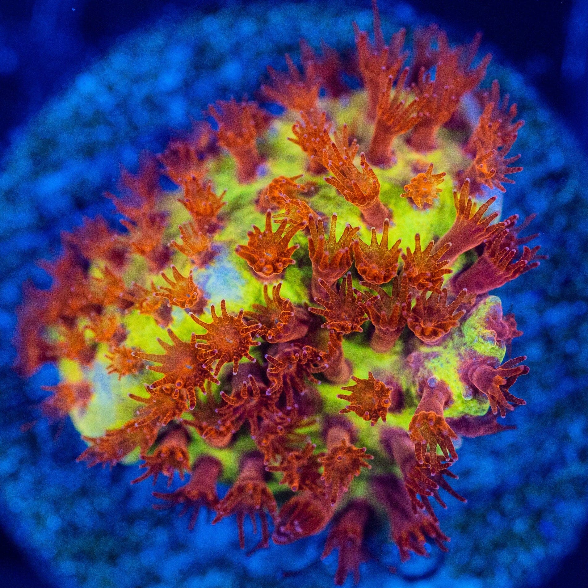 Burning Banana Stylocoeniella Favia Reef Lounge USA