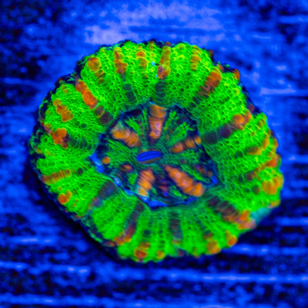 Button Scoly 10A - WYSIWYG LPS Coral Reef Lounge USA