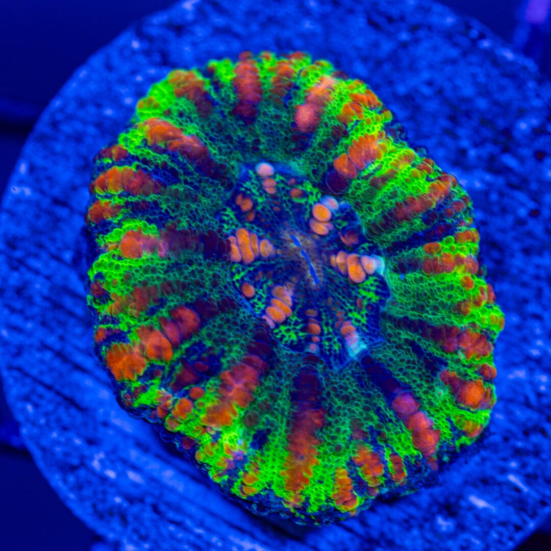 Button Scoly 1A - WYSIWYG LPS Coral Reef Lounge USA