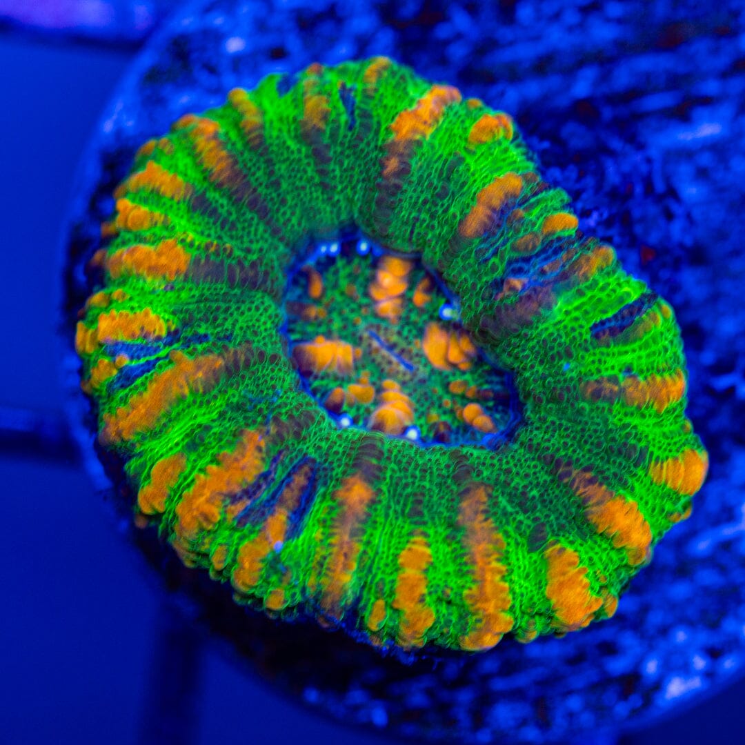 Button Scoly 5A - WYSIWYG LPS Coral Reef Lounge USA